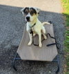 Benji - Photo 1