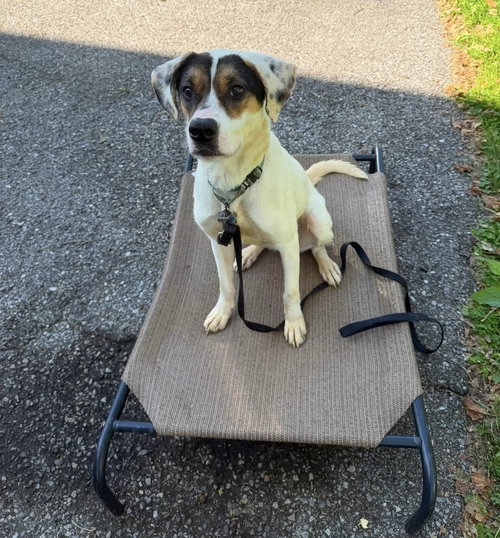BENJI - Terrier available for adoption