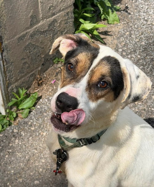 BENJI - Terrier available for adoption