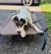 Benji - Photo 3