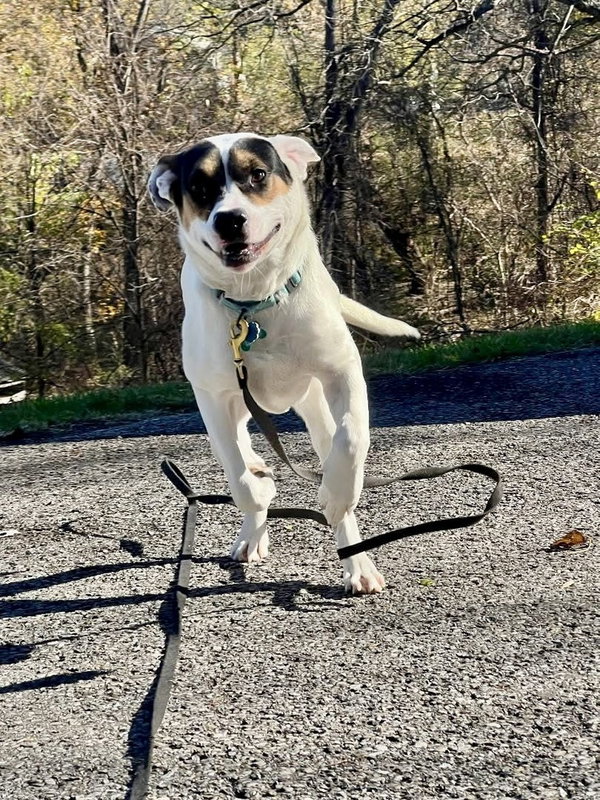 Benji