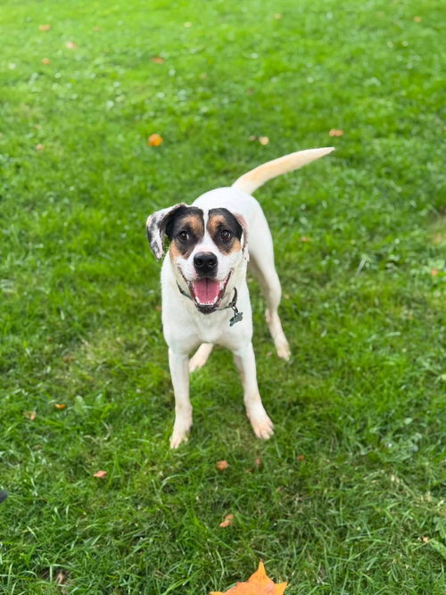 picture of the dog needing adoption