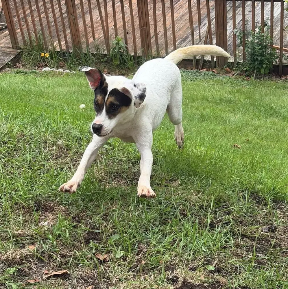 Benji image 2