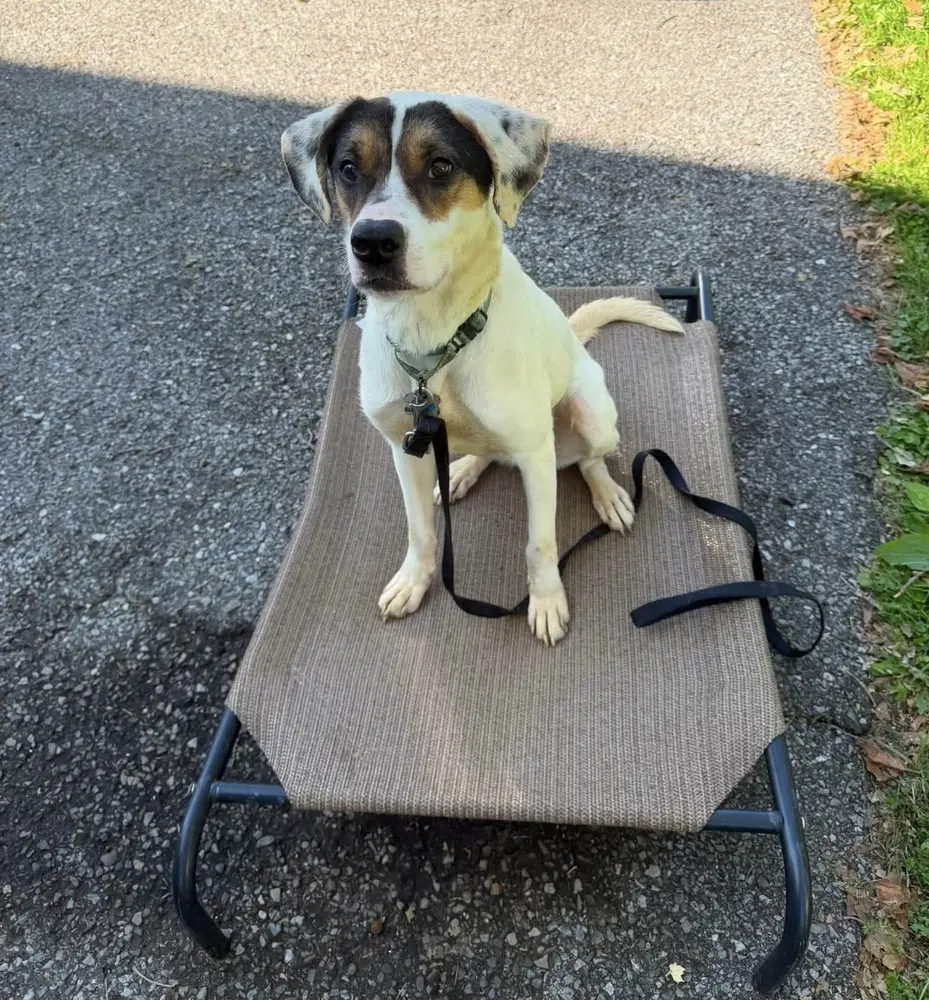 Benji image 3