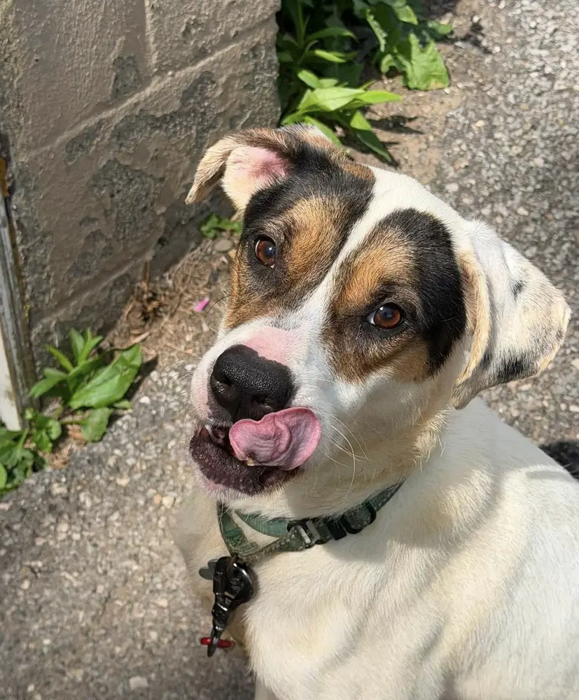 Benji image 4