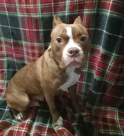 picture of the dog needing adoption