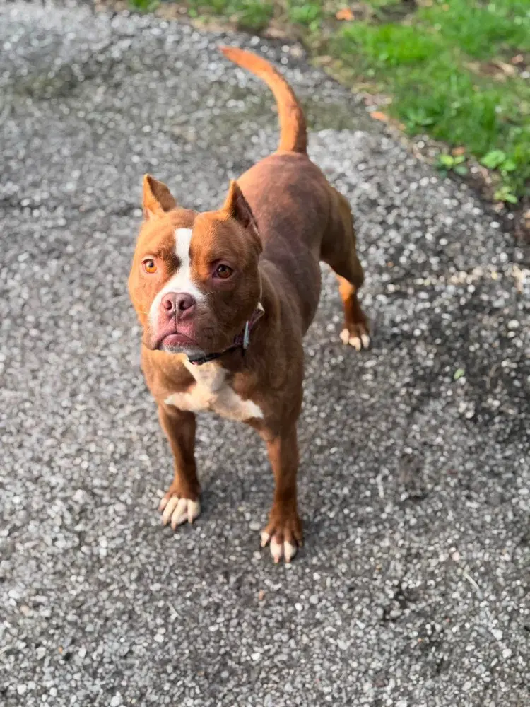 Barbie - American Pit Bull Terrier