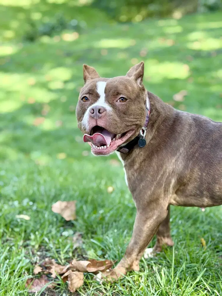 Barbie - American Pit Bull Terrier