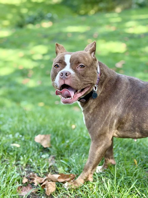 Barbie, a dog for adoption from Paws Across Pittsburgh