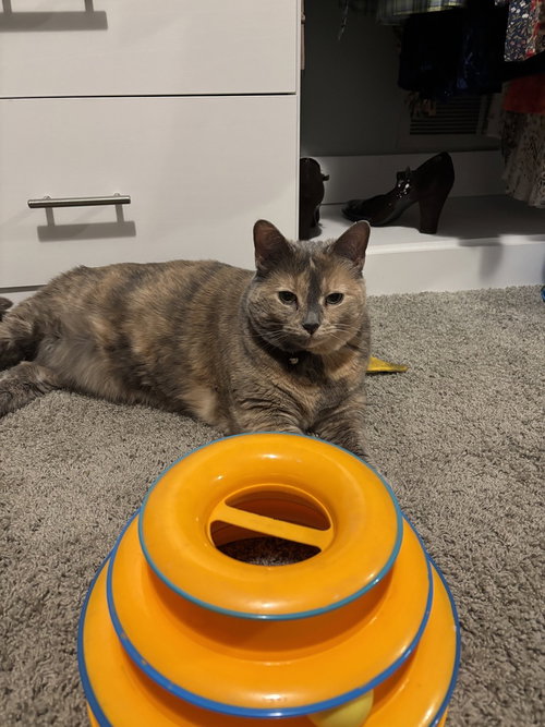 picture of the cat needing adoption