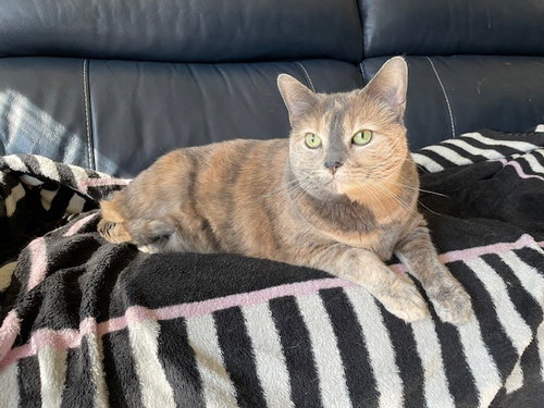 picture of the cat needing adoption