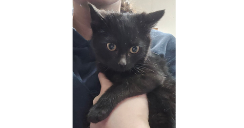 picture of the cat needing adoption