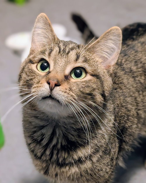 picture of the cat needing adoption