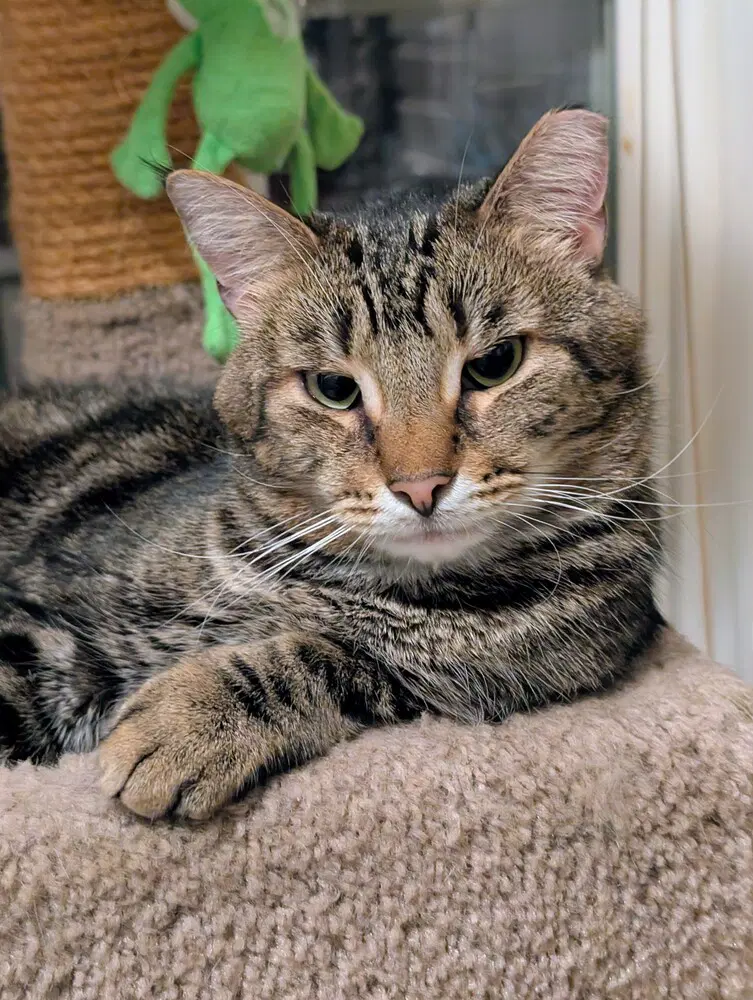 Charlie Brown - Domestic Short Hair