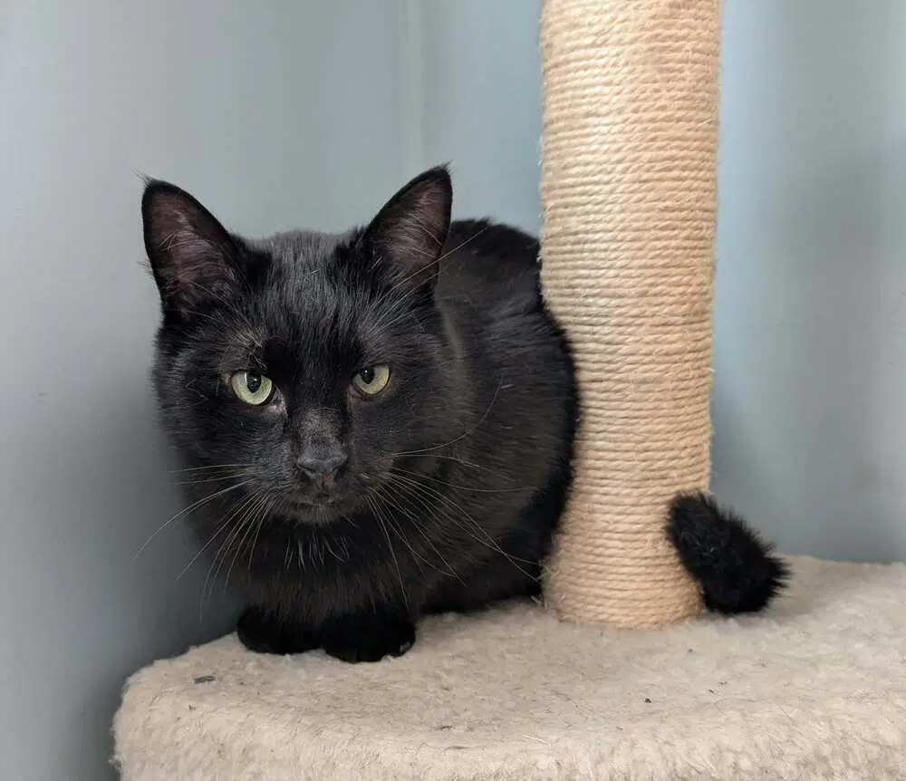 Snoopy - Domestic Medium Hair