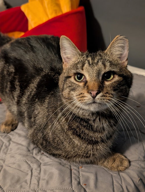 picture of the cat needing adoption