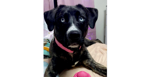 Johanna, an adoptable Pit Bull Terrier in Springdale, PA