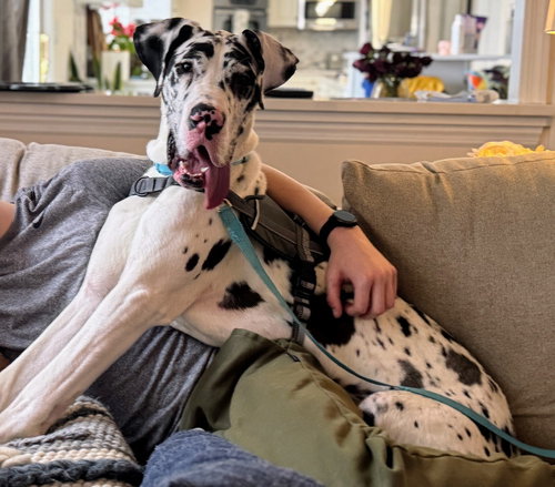 picture of the dog needing adoption