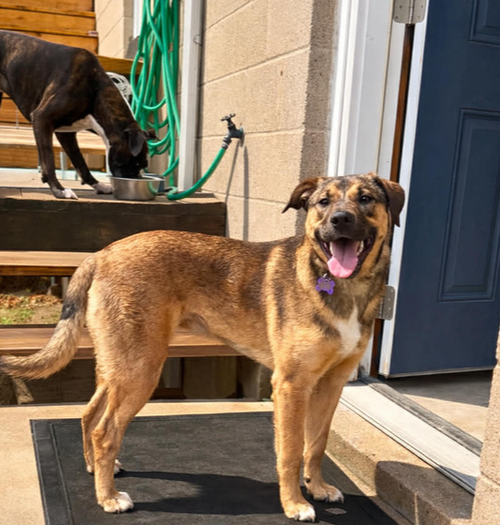 Annie, an adoptable Shepherd in Springdale, PA