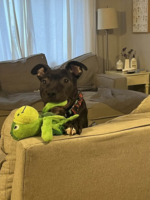 Xylo (âRJâ), an adoptable Pit Bull Terrier in Springdale, PA