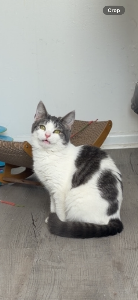 picture of the cat needing adoption