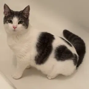 Millie - Domestic Medium Hair