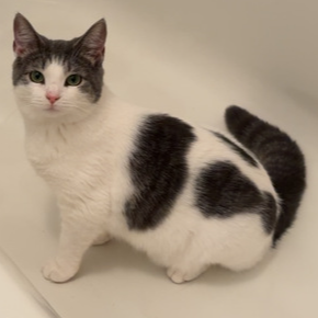 picture of the cat needing adoption