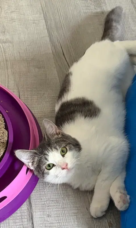 Millie image 2
