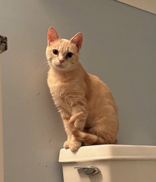 picture of the cat needing adoption