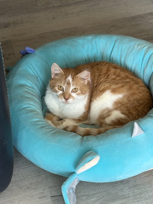 picture of the cat needing adoption