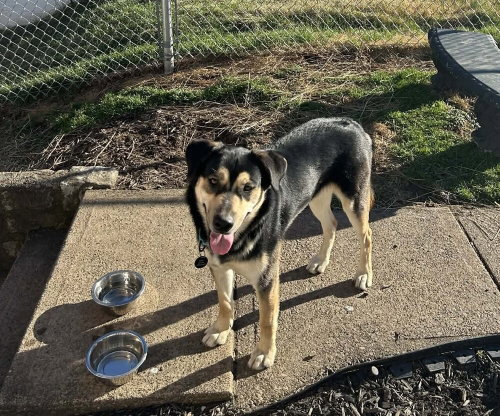 picture of the dog needing adoption