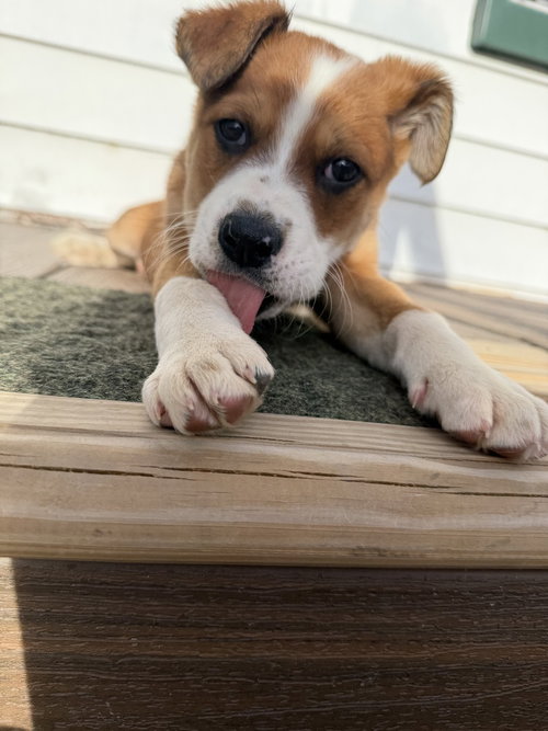 Jaws, an adoptable Terrier in Springdale, PA
