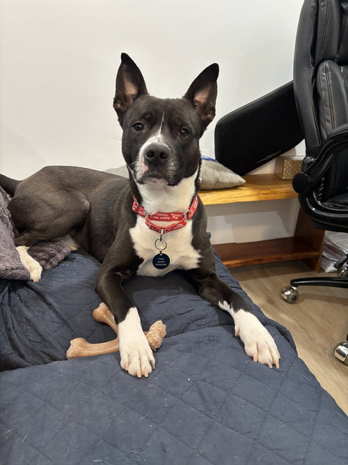 Griffin, an adoptable Terrier in Springdale, PA