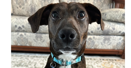 Harry, an adoptable Plott Hound in Springdale, PA
