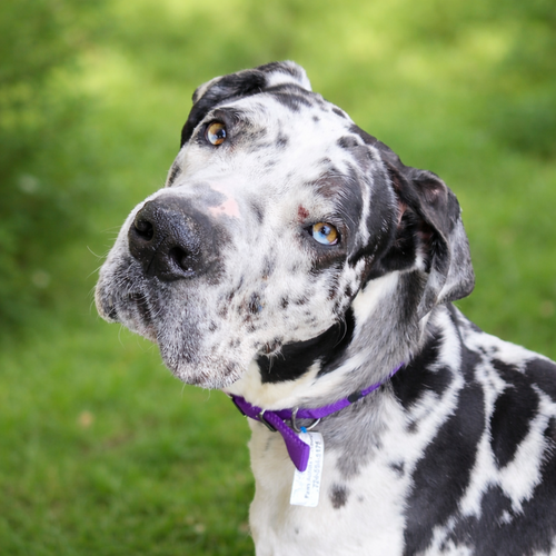 Pongo, an adoptable Great Dane in Springdale, PA