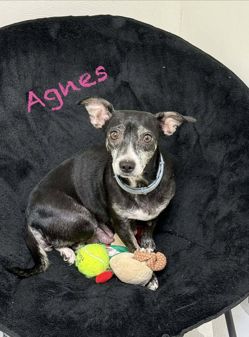 Agnes, an adoptable Dachshund in Springdale, PA