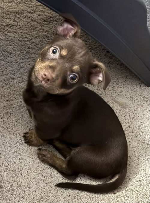 Rasputia, an adoptable Dachshund in Springdale, PA