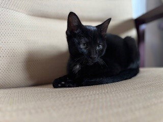 Midnight, an adoptable Domestic Short Hair in Springdale, PA