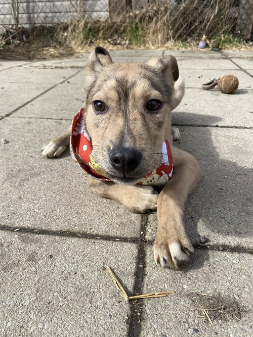 Rocky, an adoptable Shepherd in Springdale, PA