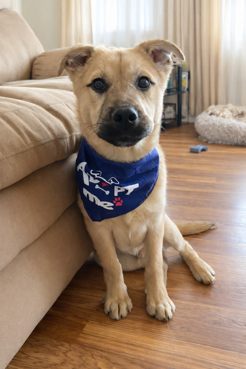 Ryder, an adoptable Shepherd in Springdale, PA