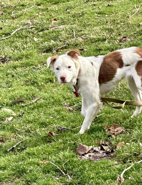 picture of the dog needing adoption
