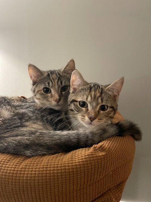 Nebula, an adoptable American Shorthair in Springdale, PA