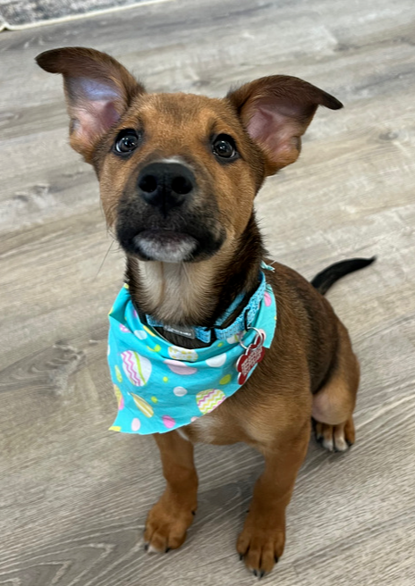 Benjamin, an adoptable Terrier in Springdale, PA