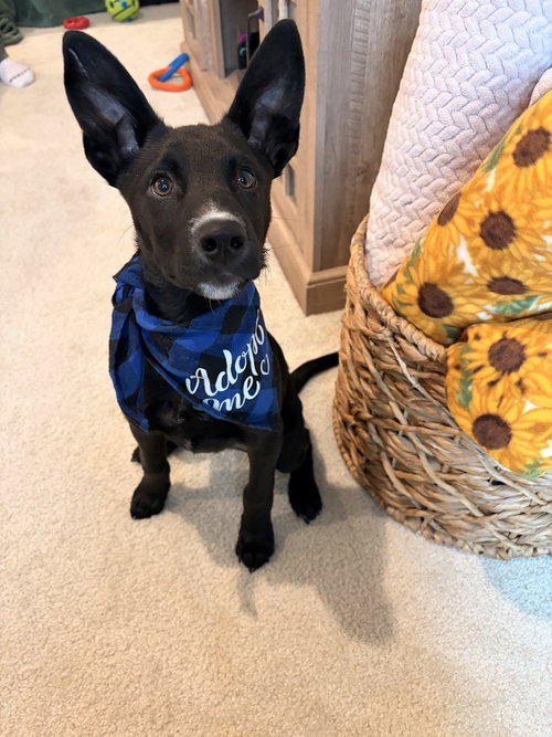 Squirrel Nutkin, an adoptable Terrier in Springdale, PA