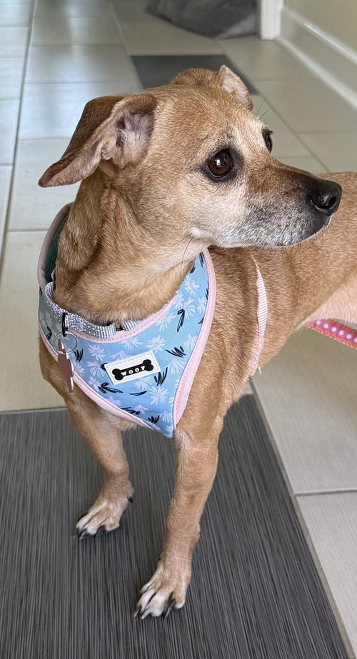 Ellie May, an adoptable Chihuahua in Springdale, PA