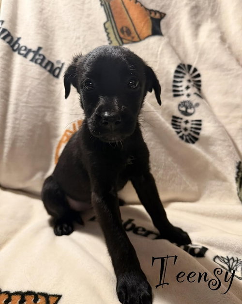 Teensy, an adoptable Golden Retriever in Springdale, PA