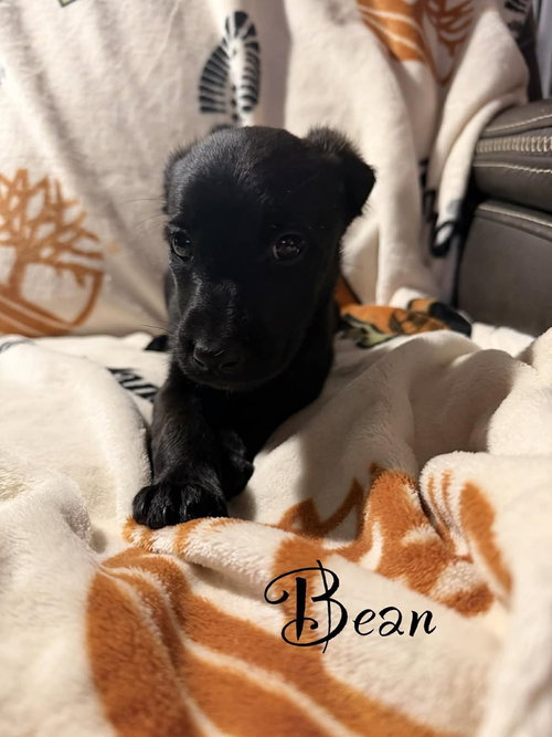 Bean, an adoptable Golden Retriever in Springdale, PA
