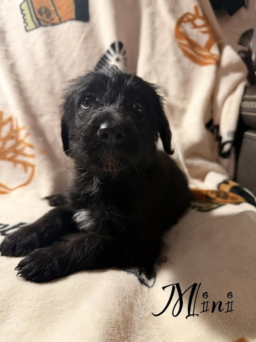 Mini, an adoptable Golden Retriever in Springdale, PA