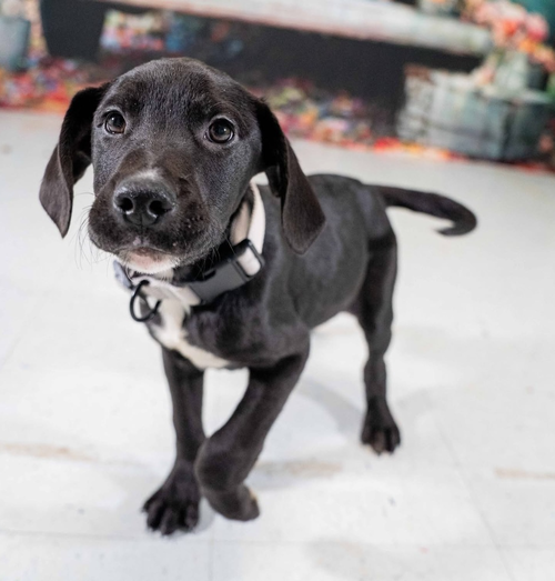 Forman, an adoptable Great Dane in Springdale, PA