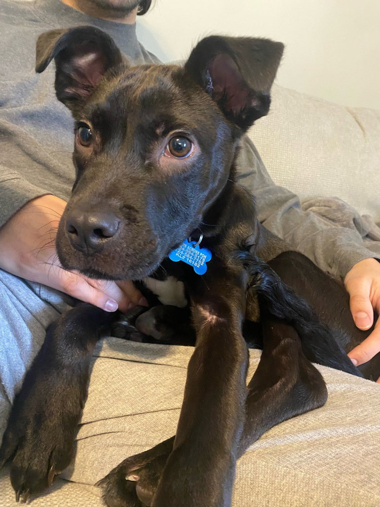 Dobby